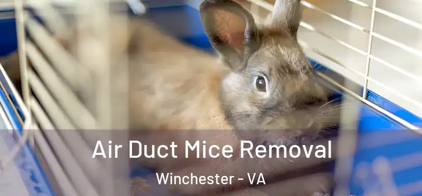 Air Duct Mice Removal Winchester - VA
